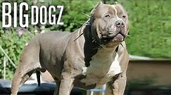 These XL Bullies Are Disciplined Beasts | BIG DOGZ
