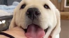 🤪#puppy #cute #puppylove #dog #cutedog #funny #funnyvideos #happy #love #labradorpuppy #foryou #animals #reelsviralシ | Smart dogs