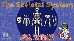 The Skeletal System | KS2 Science | STEM and Beyond