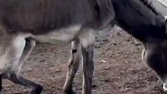 Rescue this old gray donkey! Deformed hooves become smooth and satisfying 15M RE #animal #horse #cow #donkey #hoofcare #satisfying #hoof #care #helping