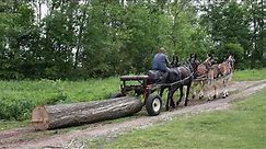 Mule logging! 4 mules pulling bigger timber