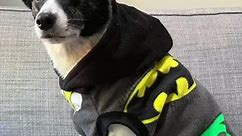 5 New Winter Hoodie Designs Just... - The Sophisticated Pet
