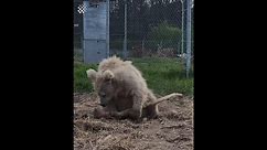 Rescued Circus Bear Wakes up from a Nap (#603869)
