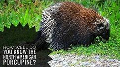 North American Porcupine || Description, Characteristics and Facts!