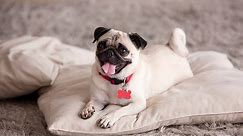Understanding Your Pug s Tail Language