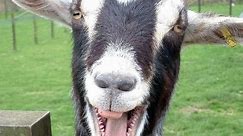 Funny Goats Screaming like Humans