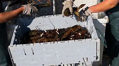 Lobster population grows amid global warming