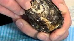 How to open Pacific Oysters | 105