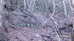 SLY FOX REALLY SMART BY TRAILING ME-AFTER SETTING UP CAMERA PUTTING OUT FEED THEY GO TO FOOD BEFORE IM OUT OF WOODS-MOSTLY BEFORE COONS GET TO IT** | Ellie May