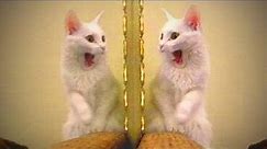 Cats Vs. Mirrors 😻 😆 Funny Cats Reaction to Mirrors (Full) [Funny Pets]