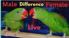 Male and female baby parrot ki kaise pehchan kar sakte hai ? नर या मादा तोता कैसा होता है ?