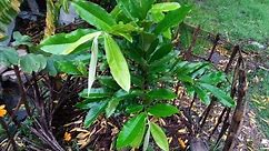 #22 Let's Plant Mabolo / Philippine Native Tree - Mabolo/ Kamagong / Velvet Apple // LEI ANGELES