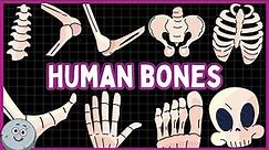 Bones of The Human Body for Kids - Kids Learning Bones