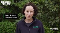 Gorilla Keeper Talk - Werribee Open Range Zoo