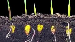种玉米视频-玉米发芽的全过程：生根、抽芽、茁壮生长，这就是生命！#玉米 #植物生长 #植物 #种子发芽 @DOU 小助手