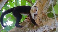 Capuchin Monkeys | Wild Caribbean | BBC Earth