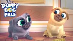 Series Trailer | Puppy Dog Pals | Disney Junior