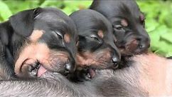 Cute Dachshund Puppies Suckling