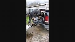 Dog Gets Ready To Ride