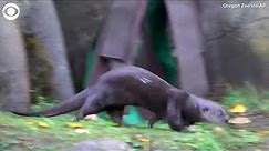 Otters frolic throughout new home at Oregon Zoo