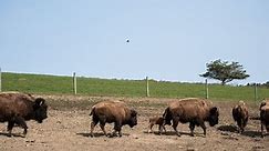 How one local farm is changing bison production in New York