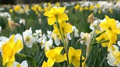 All About Daffodils | At Home With P. Allen Smith