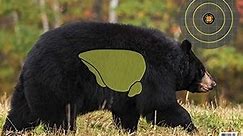 SME Black Bear Target