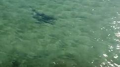 Kingscliff locals spot shark in Cudgen Creek