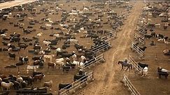 American Ranchers Raise 30,1 Million Beef Cattle This Way - American Cow Farm