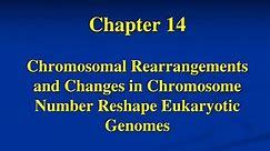 PPT - Chapter 14 Chromosomal Rearrangements and Changes in Chromosome Number Reshape Eukaryotic Genomes PowerPoint Presentation - ID:244822