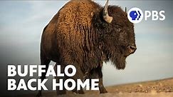 The Largest Herd of Buffalo Ever Released to the Fort Peck Reservation | Evolution Earth