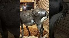 Full Live of our Baby Donkey's Birth