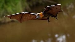 Fruit bats are the only bats that can’t (and never could) use echolocation. Now we’re closer to knowing why