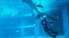 【海遊館】ジンベエザメの全長実測