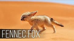 FENNEC FOX is the Cutest Wildlife Predator. The Smallest FOX in the world! Desert Fox