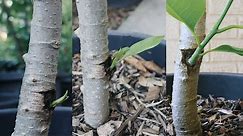 Growing Michelia Alba X or Magnolia x Alba by Grafting to Michelia Champaca Rootstock in My Garden