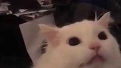 White cat screaming meme video