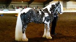 20 Rarest Horses in the World That Really Exist