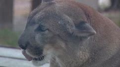 New concerns about the Florida Panther