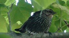 A Female Red-winged Blackbird Calls in Early Summer