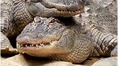 Crocodiles Unleashed 😱|| Nature's Apex Predators #subscribe #share #shorts