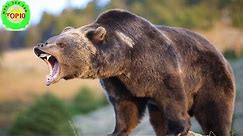 Top 10 Biggest Bears World