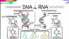 Diferenças entre DNA e RNA (ENEM) - Bioquímica - Genética - #shorts Luix Nascimento Biologia