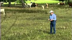 Observing a Bull Working a Cow in Heat