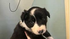 We have 2 beautiful baby puppies for sales - £400
