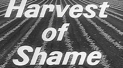 1960: "Harvest of Shame"