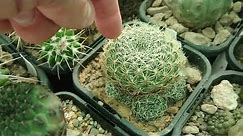 When and How To Water Cacti - Peak Growing Season