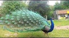 What does a peacock sound like ?