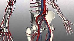 Veins of the body - PART 2 - Anatomy Tutorial