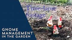 Gnome Management in the Garden